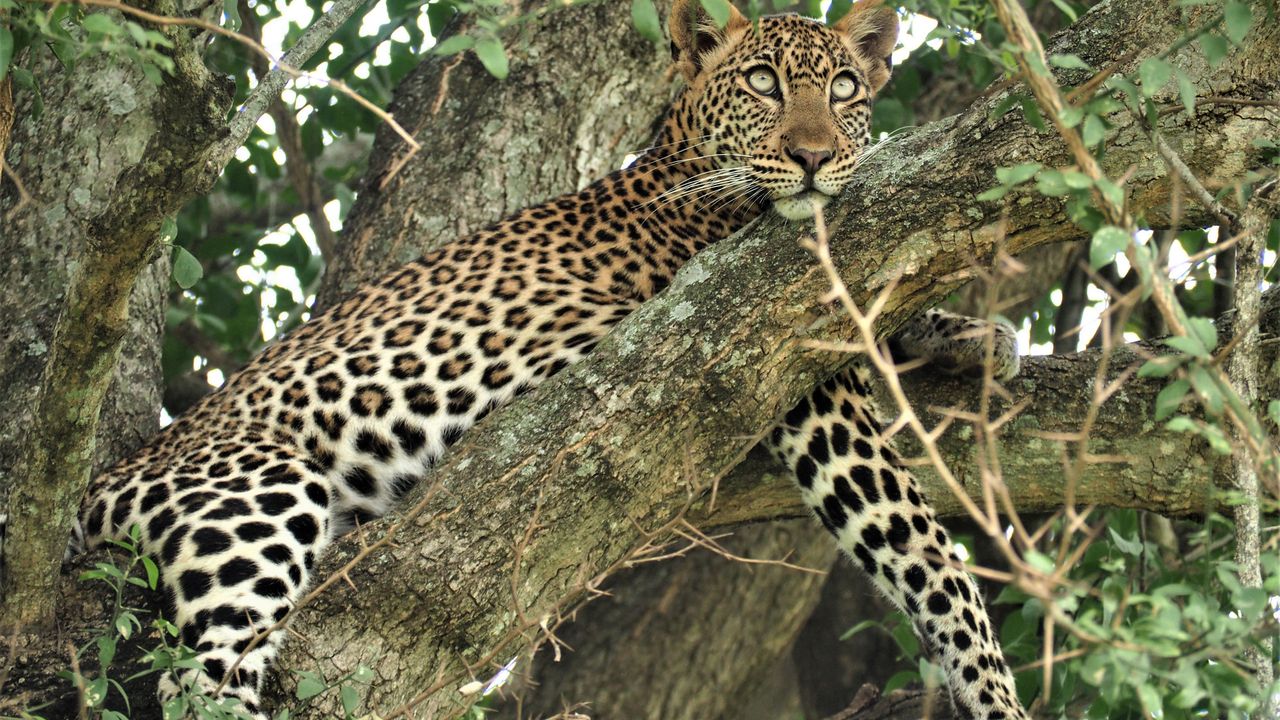 Sisterhood safari Rwanda en Oeganda | Reizen voor vrouwen in Afrika